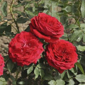 Rosa de flor grande Cherry™ Vaza ®, С3 interface.art foto 1 Rosa de flor grande Cherry™ Vaza ®, С3 interface.image 1 interface.art 6184
