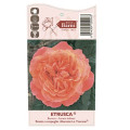 Rosa de flor grande Etrusca®, C5 interface.art foto 3 Rosa de flor grande Etrusca®, C5 interface.image 3 interface.art 5550