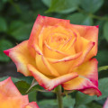 Rosa de flor grande Girandola®, C5 interface.art foto 1 Rosa de flor grande Girandola®, C5 interface.image 1 interface.art 6152