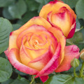 Rosa de flor grande Girandola®, C5 interface.art foto 2 Rosa de flor grande Girandola®, C5 interface.image 2 interface.art 6152