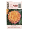 Rosa de flor grande Girandola®, C5 interface.art foto 4 Rosa de flor grande Girandola®, C5 interface.image 4 interface.art 6152