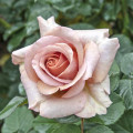 Rosa de flor grande Mokarosa®, C5 interface.art foto 1 Rosa de flor grande Mokarosa®, C5 interface.image 1 interface.art 5535