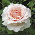 Rosa de flor grande Roberto Cappucci®, C5 interface.art foto 1 Rosa de flor grande Roberto Cappucci®, C5 interface.image 1 interface.art 5551