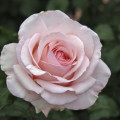Rosa de flor grande Roberto Cappucci®, C5 interface.art foto 2 Rosa de flor grande Roberto Cappucci®, C5 interface.image 2 interface.art 5551