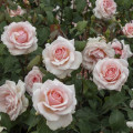 Rosa de flor grande Roberto Cappucci®, C5 interface.art foto 3 Rosa de flor grande Roberto Cappucci®, C5 interface.image 3 interface.art 5551