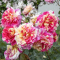 Rosa de flor grande Rosita Missoni®, C5 interface.art foto 2 Rosa de flor grande Rosita Missoni®, C5 interface.image 2 interface.art 6163