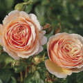Rosa de flor grande Tropicana®, C5 interface.art foto 1 Rosa de flor grande Tropicana®, C5 interface.image 1 interface.art 5558