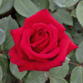 Rosa de flor grande Valentino®, C5 interface.art foto 1 Rosa de flor grande Valentino®, C5 interface.image 1 interface.art 5539