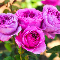 Rosa floribunda Adore Aroma®, С3 interface.art foto 2 Rosa floribunda Adore Aroma®, С3 interface.image 2 interface.art 2065