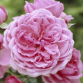 Rosa floribunda Berleburg ®, С5 interface.art foto 1 Rosa floribunda Berleburg ®, С5 interface.image 1 interface.art 6170