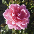 Rosa floribunda Berleburg ®, С5 interface.art foto 2 Rosa floribunda Berleburg ®, С5 interface.image 2 interface.art 6170