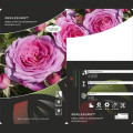 Rosa floribunda Berleburg ®, С5 interface.art foto 3 Rosa floribunda Berleburg ®, С5 interface.image 3 interface.art 6170