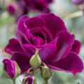 Rosa floribunda Burgundy Iceberg®, C5 interface.art foto 2 Rosa floribunda Burgundy Iceberg®, C5 interface.image 2 interface.art 6146