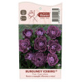 Rosa floribunda Burgundy Iceberg®, C5 interface.art foto 5 Rosa floribunda Burgundy Iceberg®, C5 interface.image 5 interface.art 6146