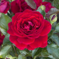 Rosa floribunda Chic™ Fashion ®, С3 interface.art foto 1 Rosa floribunda Chic™ Fashion ®, С3 interface.image 1 interface.art 6172