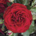 Rosa floribunda Chic™ Fashion ®, С3 interface.art foto 2 Rosa floribunda Chic™ Fashion ®, С3 interface.image 2 interface.art 6172