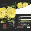 Rosa floribunda Citronchello™, С3 interface.art foto 2 Rosa floribunda Citronchello™, С3 interface.image 2 interface.art 5821
