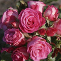 Rosa floribunda Czeslaw Milosz® interface.art foto 1 Rosa floribunda Czeslaw Milosz® interface.image 1 interface.art 6192