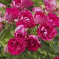 Rosa floribunda Czeslaw Milosz® interface.art foto 3 Rosa floribunda Czeslaw Milosz® interface.image 3 interface.art 6192