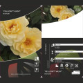 Rosa floribunda Dark Yellow™ Vaza ®, С3 interface.art foto 2 Rosa floribunda Dark Yellow™ Vaza ®, С3 interface.image 2 interface.art 6173
