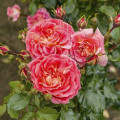 Rosa floribunda Designer Sunset®, C3 interface.art foto 1 Rosa floribunda Designer Sunset®, C3 interface.image 1 interface.art 4984