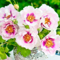Rosa floribunda Eyes for You®, C5 interface.art foto 1 Rosa floribunda Eyes for You®, C5 interface.image 1 interface.art 5507