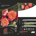 Rosa floribunda Hippie™ Fashion ®, С3 interface.art foto 2 Rosa floribunda Hippie™ Fashion ®, С3 interface.image 2 interface.art 6174