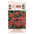 Rosa floribunda Hot Cocoa®, C5 interface.art foto 5 Rosa floribunda Hot Cocoa®, C5 interface.image 5 interface.art 5509