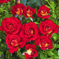 Rosa floribunda Ketchup-Mustard®, C5 interface.art foto 1 Rosa floribunda Ketchup-Mustard®, C5 interface.image 1 interface.art 5512
