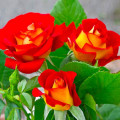 Rosa floribunda Ketchup-Mustard®, C5 interface.art foto 2 Rosa floribunda Ketchup-Mustard®, C5 interface.image 2 interface.art 5512