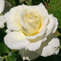Rosa floribunda Kronprinsesse Mary ®, С5 interface.art foto 1 Rosa floribunda Kronprinsesse Mary ®, С5 interface.image 1 interface.art 4970