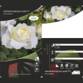 Rosa floribunda Kronprinsesse Mary ®, С5 interface.art foto 2 Rosa floribunda Kronprinsesse Mary ®, С5 interface.image 2 interface.art 4970