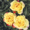 Rosa floribunda Lampion ®, С3 interface.art foto 2 Rosa floribunda Lampion ®, С3 interface.image 2 interface.art 6175