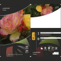 Rosa floribunda Lampion ®, С3 interface.art foto 3 Rosa floribunda Lampion ®, С3 interface.image 3 interface.art 6175