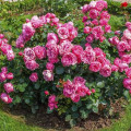Rosa floribunda Leonardo da Vinci®, C3 interface.art foto 2 Rosa floribunda Leonardo da Vinci®, C3 interface.image 2 interface.art 4553