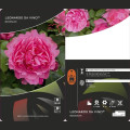 Rosa floribunda Leonardo da Vinci®, C3 interface.art foto 3 Rosa floribunda Leonardo da Vinci®, C3 interface.image 3 interface.art 4553