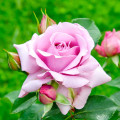 Rosa floribunda Love Song®, C5 interface.art foto 1 Rosa floribunda Love Song®, C5 interface.image 1 interface.art 5545