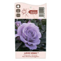 Rosa floribunda Love Song®, C5 interface.art foto 5 Rosa floribunda Love Song®, C5 interface.image 5 interface.art 5545