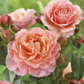 Rosa floribunda Marie Curie ®, С3 interface.art foto 2 Rosa floribunda Marie Curie ®, С3 interface.image 2 interface.art 6176