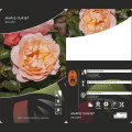 Rosa floribunda Marie Curie ®, С3 interface.art foto 3 Rosa floribunda Marie Curie ®, С3 interface.image 3 interface.art 6176