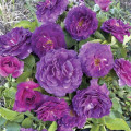 Rosa floribunda Minerva®, C5 interface.art foto 1 Rosa floribunda Minerva®, C5 interface.image 1 interface.art 6145