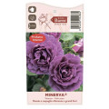 Rosa floribunda Minerva®, C5 interface.art foto 3 Rosa floribunda Minerva®, C5 interface.image 3 interface.art 6145