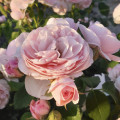 Rosa floribunda Miss.Granger® interface.art foto 1 Rosa floribunda Miss.Granger® interface.image 1 interface.art 6191