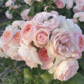 Rosa floribunda Miss.Granger® interface.art foto 2 Rosa floribunda Miss.Granger® interface.image 2 interface.art 6191