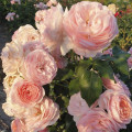 Rosa floribunda Miss.Granger® interface.art foto 3 Rosa floribunda Miss.Granger® interface.image 3 interface.art 6191