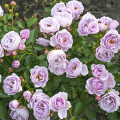 Rosa floribunda Nautica®, C5 interface.art foto 1 Rosa floribunda Nautica®, C5 interface.image 1 interface.art 6150