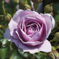 Rosa floribunda Nautica®, C5 interface.art foto 2 Rosa floribunda Nautica®, C5 interface.image 2 interface.art 6150