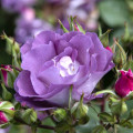 Rosa floribunda Pacific Dream®, C5 interface.art foto 2 Rosa floribunda Pacific Dream®, C5 interface.image 2 interface.art 6148
