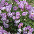 Rosa floribunda Pacific Dream®, C5 interface.art foto 4 Rosa floribunda Pacific Dream®, C5 interface.image 4 interface.art 6148