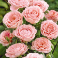 Rosa floribunda Perfume Fashion®, C3 interface.art foto 1 Rosa floribunda Perfume Fashion®, C3 interface.image 1 interface.art 4978